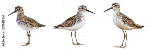 Set of sandpiper isolated on transparent background