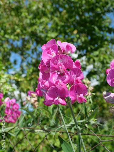 Pink sweet pea blooming on fence in sunlight. Close-up with natural texture. Copyspace – suitable for text or design.