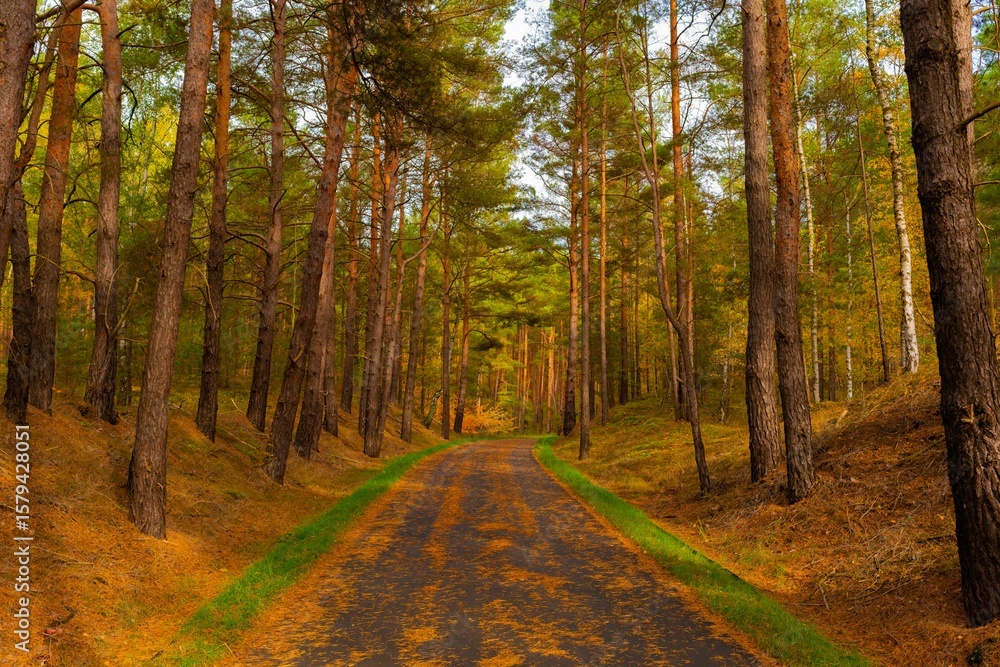 Obraz premium Cycle path in the forest
