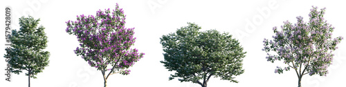 Set of Syringa reticulata Ivory Silk and Syringa oblata frontal street png in sunny daylight on a transparent background perfectly cutout	