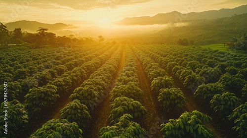Aerial view coffee plantation. Beautiful view of Coffee plantation Misty Morning Sunrise. 