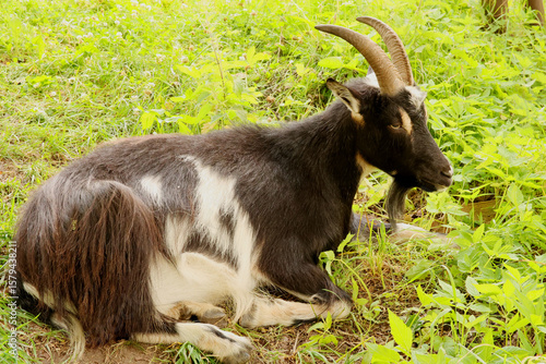 Photography Goat