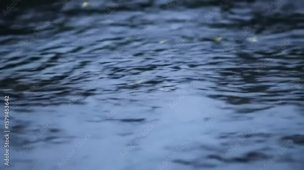 Glowing Fireflies on Dark Blue Water at Night Glowing Fireflies on Dark Blue Water at Night