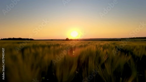 Golden sunset over a wheat field