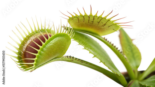 Wallpaper Mural Detailed image of Venus flytrap Dionaea muscipula isolated on white background PNG. AI GENERATED. Torontodigital.ca