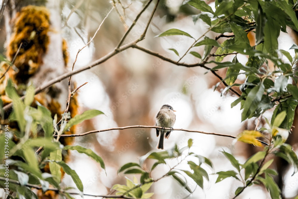 Obraz premium Small songbirds perched on thin branches against a light blurred background