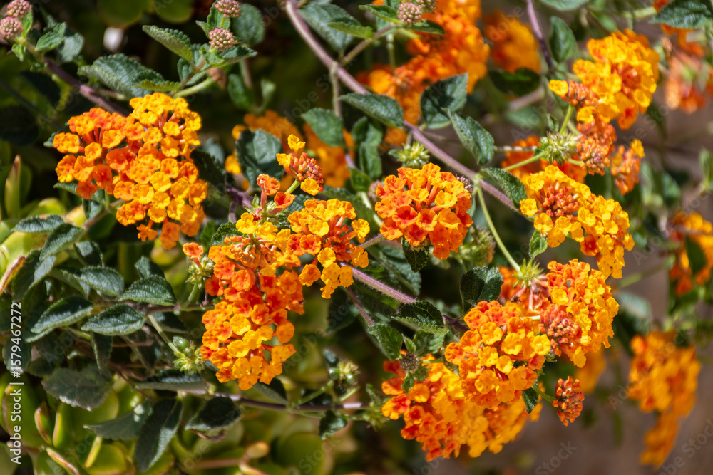 Blossom of Lantana camara, species of flowering plant in verbena family on Monza island on Sicily, near Marsala Blossom of Lantana camara, species of flowering plant in verbena family on Monza island on Sicily, near Marsala