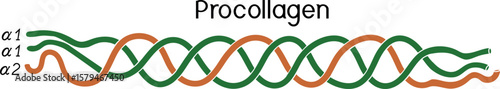 Structure of procollagen for biology lessons