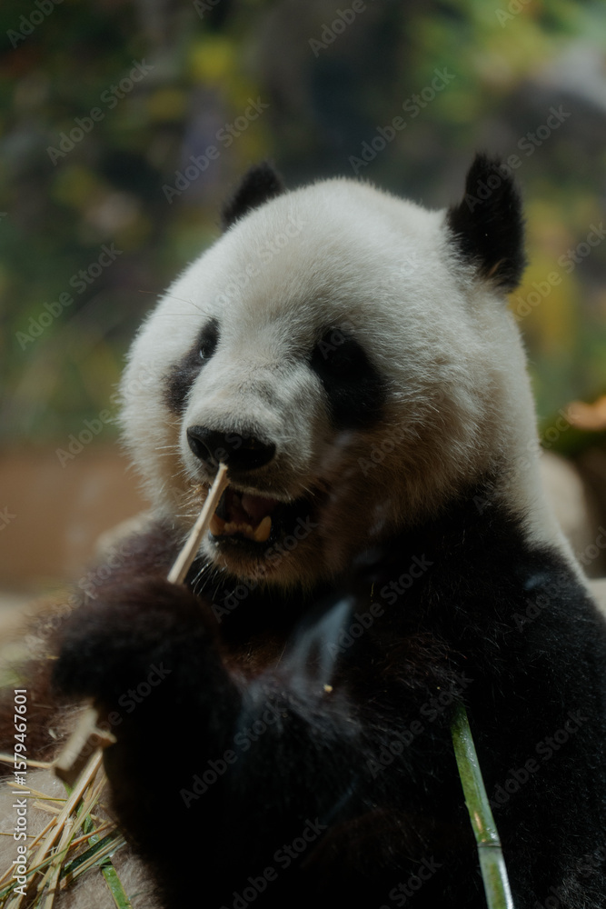 Fototapeta premium Ueno giant panda