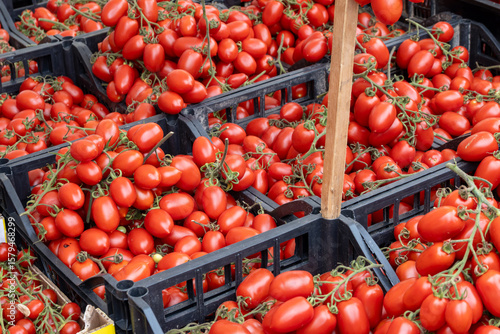 Branches of red italian datterini pomodori tomatoes on food market on Palermo, Sicily, used for passata, pasta and salades