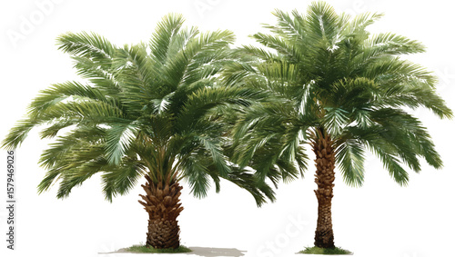 Two palm trees, vector graphics, transparent background