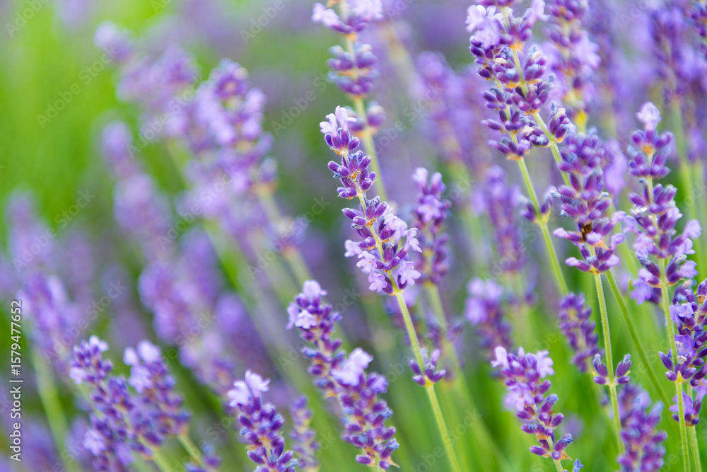 Purple lavender. Lavender flower in summer. France Provence field. Purple lavender bloom in nature. Composition of nature. Summer blooming flower. Blooming flower field. Field of lavender Purple lavender. Lavender flower in summer. France Provence field. Purple lavender bloom in nature. Composition of nature. Summer blooming flower. Blooming flower field. Field of lavender