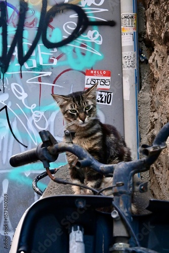 cat on a motorcycle