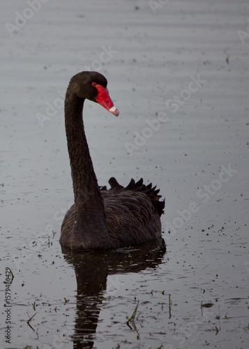 black swan on the lake