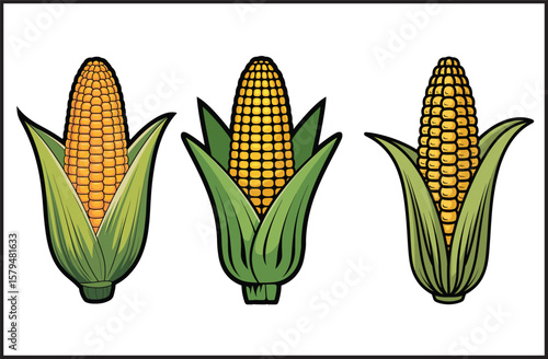 Corn Cob Vector Illustration Set 