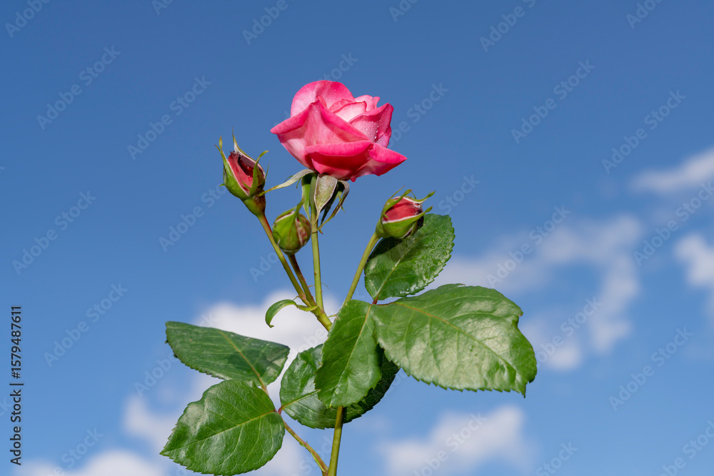 Fototapeta premium Pink rose with water droplets and rosebuds against blue sky with clouds. Outdoor botanical photography. Love and springtime nature concept.