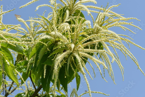 Kastanie,  Edelkastanie,  Castanea sativa
