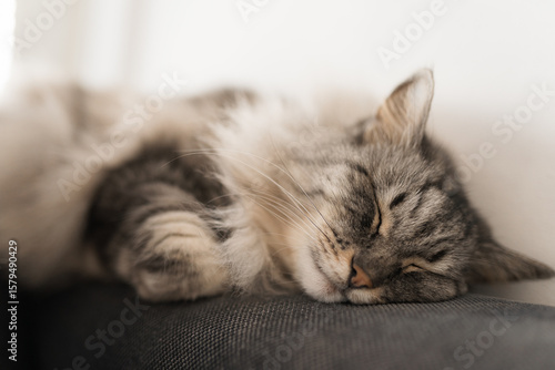 close up grey fluffy sleeping cat