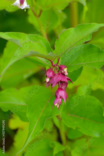 Wallpaper Mural Karamellstrauch, Himalaya-Geißblatt,  Leycesteria formosa Torontodigital.ca