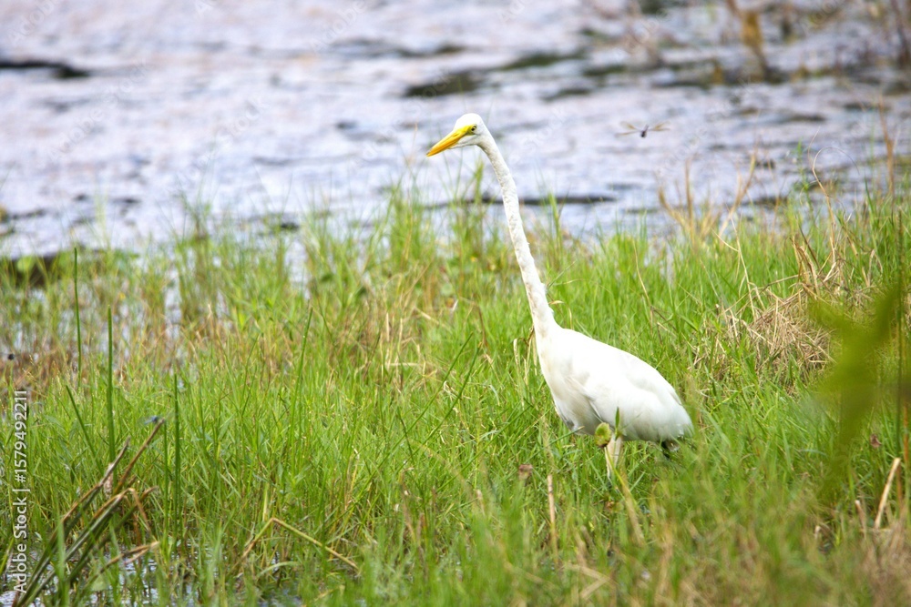 Fototapeta premium white heron in grass