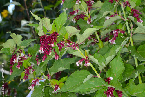 Karamellstrauch, Himalaya-Geißblatt,  Leycesteria formosa