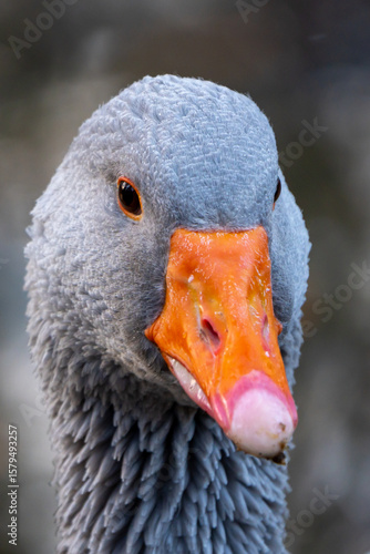Gans
