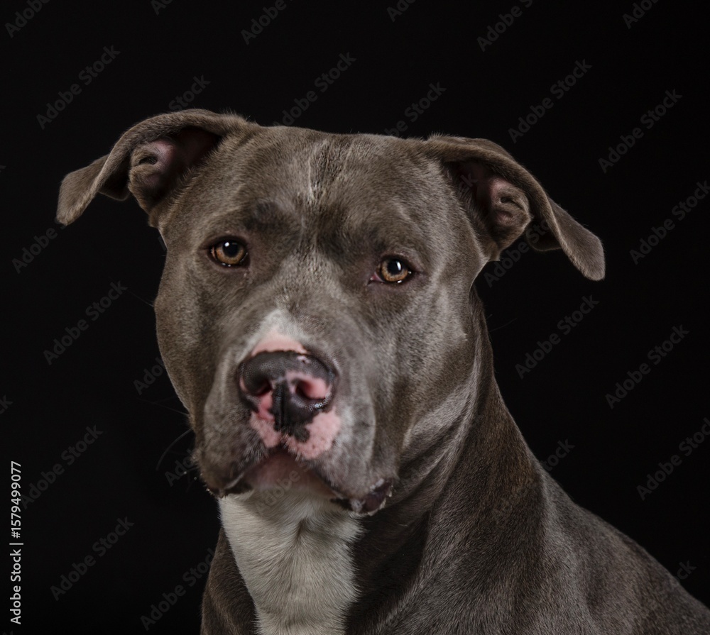black dog portrait black dog portrait