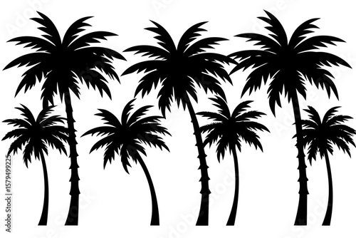 palm trees sillouette