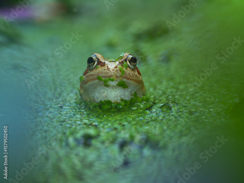 frog in a garden pond