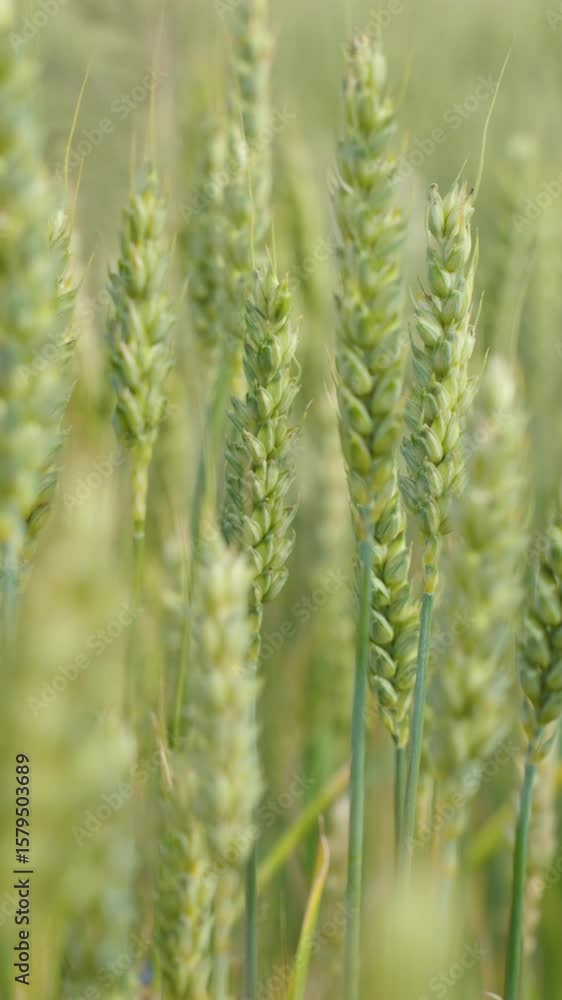 Close-up of green wheat spikes growing in field at summer day. Concept of agriculture, crop cultivation, organic farming and sustainable food production Close-up of green wheat spikes growing in field at summer day. Concept of agriculture, crop cultivation, organic farming and sustainable food production