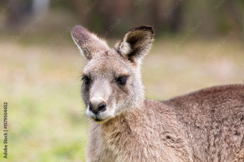 Photograph up close of the head of a small Kangaroo in Capertee Valley in the Wollemi National Park in the Central Tablelands of NSW, Australia. Photograph up close of the head of a small Kangaroo in Capertee Valley in the Wollemi National Park in the Central Tablelands of NSW, Australia.