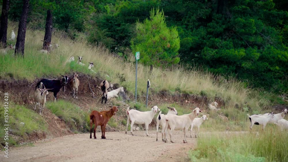 Free-roaming goats resting on a mountain path. Free-roaming goats resting on a mountain path.