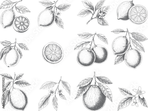 Vintage hand drawn lemon collection with slices, flowers, and leaves. Botanical lemon illustration set in engraving style on white background.