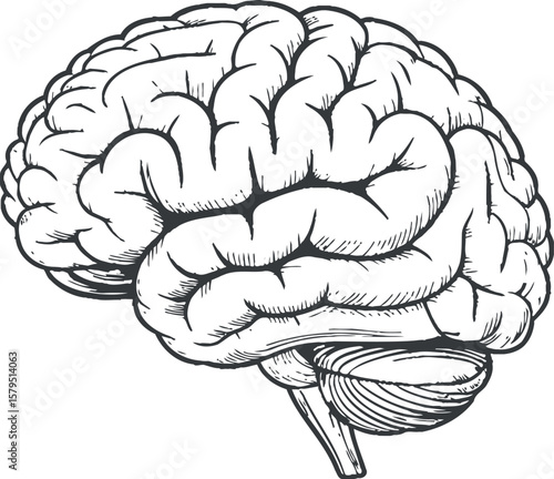 Detailed Anatomical Sketch of Human Brain Depicting Cerebral Cortex Cerebellum and Brainstem Isolated on White Background for Medical or Educational Purposes