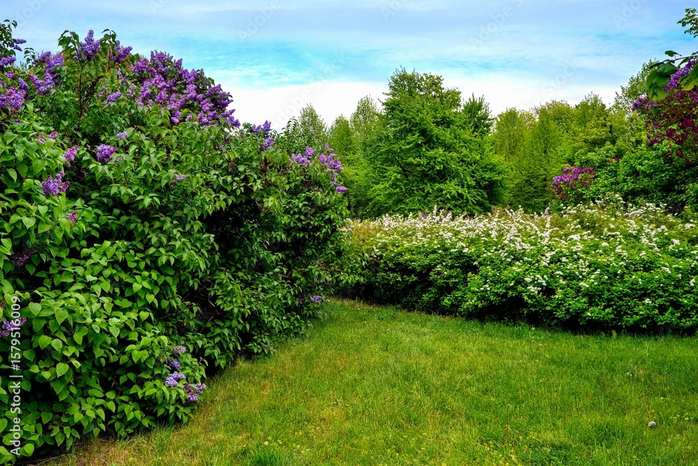 Obraz premium The vibrant colors and natural setting create a peaceful and refreshing atmosphere. Blooming lilac and white bushes in spring garden landscape
