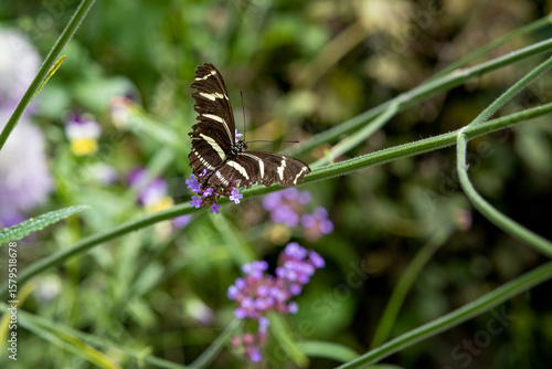 Zebra Longwing on flowers and leaves