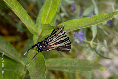 Eurytides Marcellus butterfly on leaves