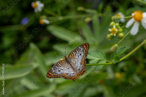 Julia Butterfly on flowers and leaves