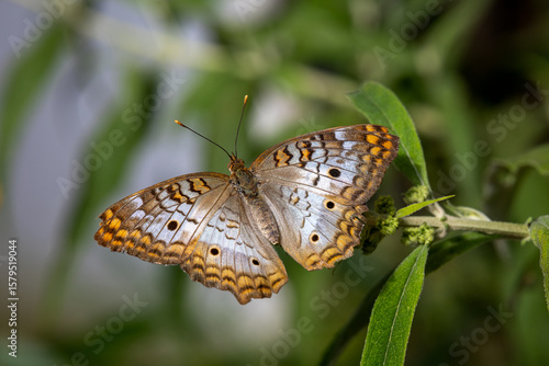 Julia Butterfly on flowers and leaves