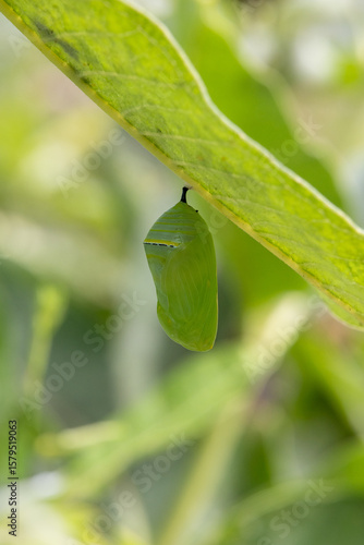 cocoon, caterpillar, butterfly, garden, insect, monarch, Julia, zebra longwing, colorful, green, black, yellow, white