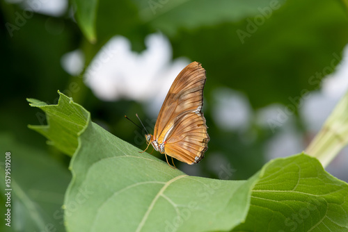 Julia Butterfly on flowers and leaves