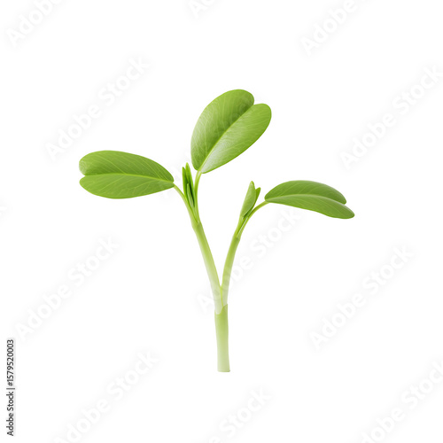 Single Alfalfa Sprout Isolated on Transparent Background