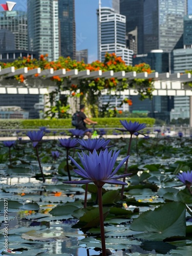 Photography Purple Water Lilies Against City Skyline