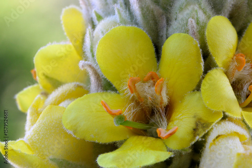 Mullein Yellow Blossom 04