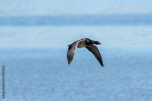 Bilde på lerret Brent Goose (Branta bernicla) on Bull Island, Ireland – coastal tidal estuaries