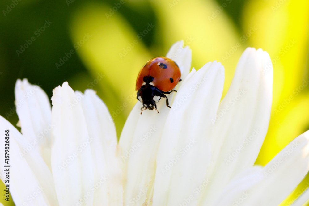 Obraz premium Ladybug Daisy Petal 01