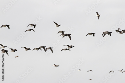 Canvas Print Brent Goose (Branta bernicla) on Bull Island, Ireland – coastal tidal estuaries