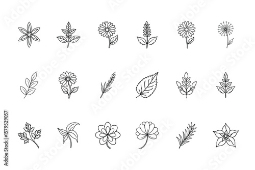 Line art illustrations various medicinal herbs flowers in on plants leaves