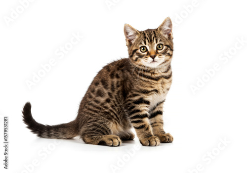 Wallpaper Mural American Bobtail cat posing on white background Torontodigital.ca