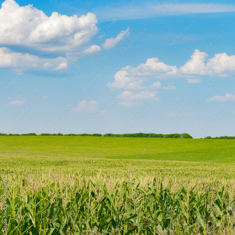 Obraz premium Corn field with ripe ears corn and blue sky with white clouds.